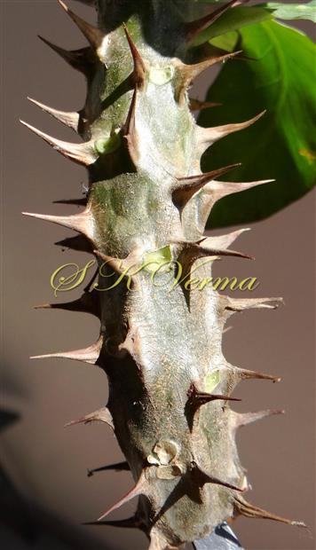  Stem  and Stipular spines